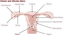 Матка, как показано на рисунке выше, имеет несколько частей, включая наружное отверстие или отверстие во влагалище, шейку матки, которая является нижней частью, и корпус, который является телом матки