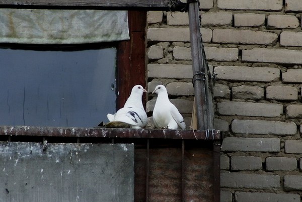 Переболевшие цими «пташиними» захворюваннями люди не з чуток знають, як складно позбутися голубів на балконі