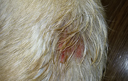 Наприклад, на цьому фото молодої лабрадор, у якого після укусу бліх, протягом дня з'явилися ось такі мокнучі ділянки на шкірі