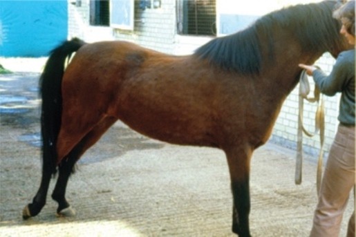 Защемлення надколенной чашечки може привести до «застрявання» ноги коня в витягнутому тому стані, що приводить до типового положення: