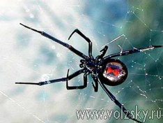 Вже 15 осіб покусала «чорна вдова» - отруйний павук, укус якого викликає смертельну алергічну реакцію