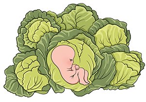 За розмірами ваш малюк міг би легко розміститися в одному з невеликих качанів капусти, які виросли на грядці