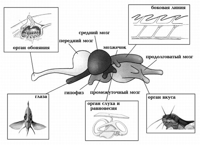 Як і більшість інших органів і систем, нервова система розвинена по-різному у різних видів риб