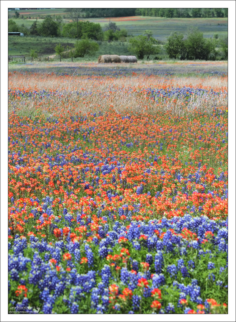 В якості національного квітки вони хотіли бачити Lupinus Texensis - ефектний, потужний і пишний, зростаючий на більшій частині Техасу, і є об'єктом натхнення для цілого ряду художників