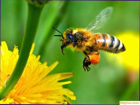 Воскові молі (велика і мала) - небезпечні шкідники бджіл