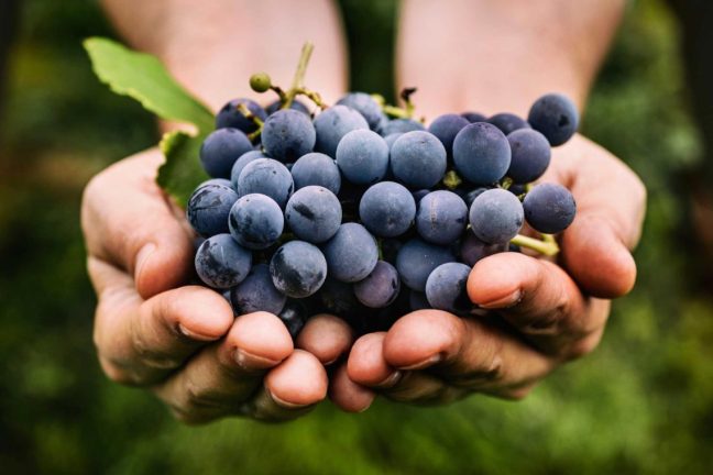 Протипоказання, обмеження і шкода винограду
