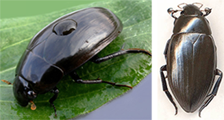 Водолюби - переважно рослиноїдні жуки із загону жуків