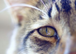 Для кішки зір дуже важливо