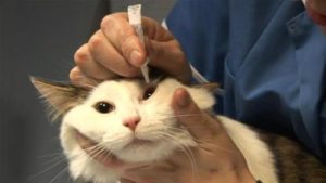 Фармацевтичні компанії розробили безліч різних лікарських препаратів для кішок для лікування офтальмологічних хвороб