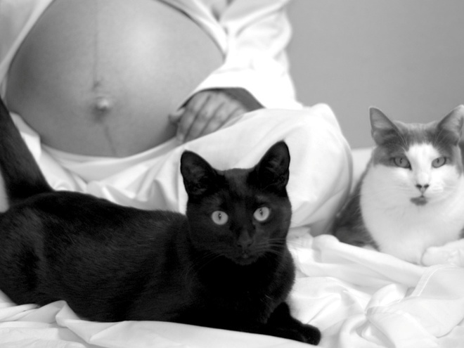 Кот для вагітної - один чи небезпека