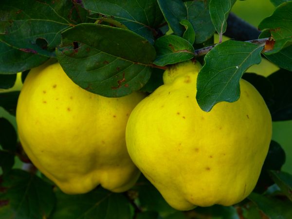 Жовтий ароматний плід - на вигляд, щось середнє між яблуком і грушею, незвичайно корисний, і при цьому дуже смачний