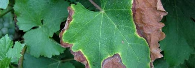 Плями на листках винограду білих сортів з часом стають коричневими, облямованими вузькою восково-жовтою смужкою, червоних сортів - яскраво-бордовими з жовто-зеленим оздобленням, після чого відмирають