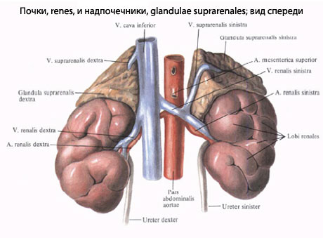 Залозами називають парно розташовані органи невеликої величини, що знаходяться вгорі над нирками