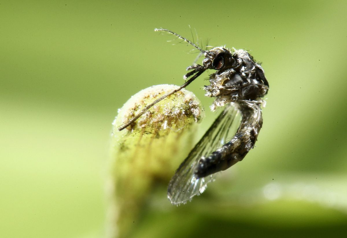 Дослідження може допомогти в майбутньому розробити механізм, який дозволить запобігти укуси людей комарами, які переносять небезпечні захворювання