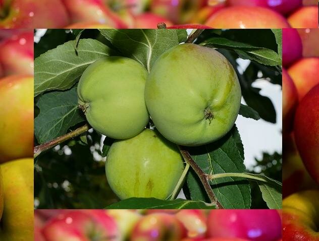 Чи можна мамі, що годує зелені яблука