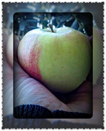 Користь яблук при грудному вигодовуванні
