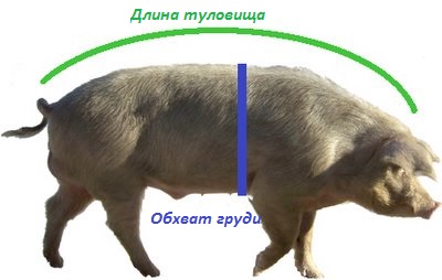 Найбільш часто для цього застосовується визначення маси свині за промірами обхвату грудей і довжини тулуба