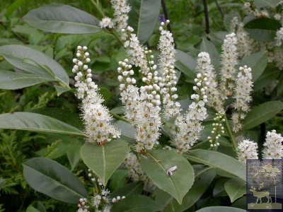 Prunus laurocerasus lusitanica)