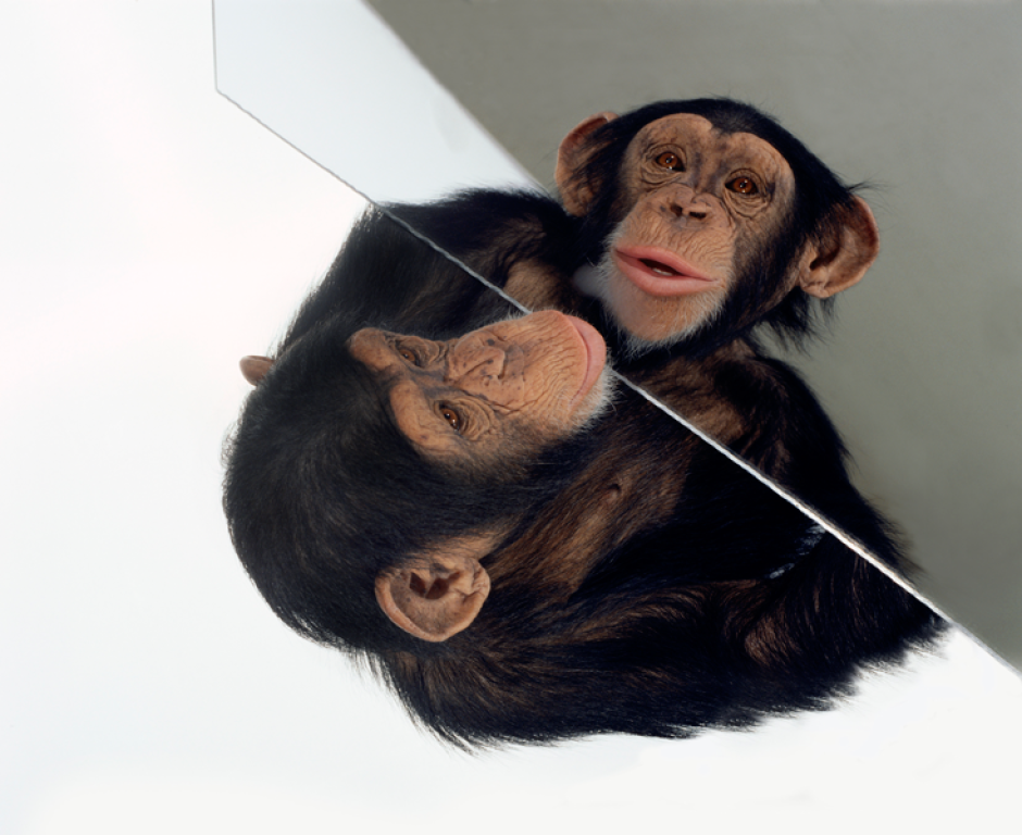 У приматів є явна перевага перед іншими ссавцями, яке виникло завдяки збігу еволюційних обставин, що дозволили дуже «економічно» збільшувати кількість нейронів мозку без необхідності значного збільшення середнього розміру клітин, що спостерігається в разі інших ссавців