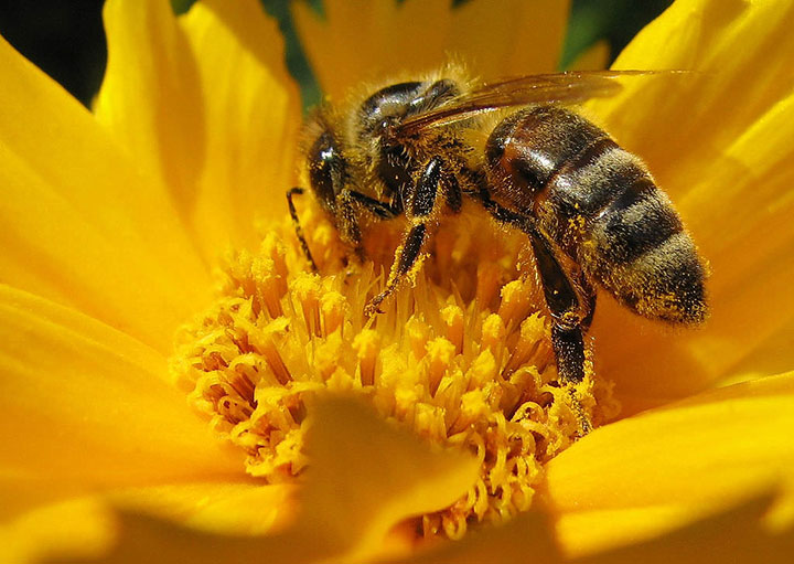 Укус бджоли