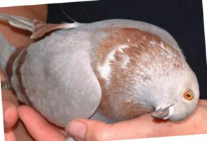 Найпоширенішим заразним недугою птиці є Ньюкасалская хвороба