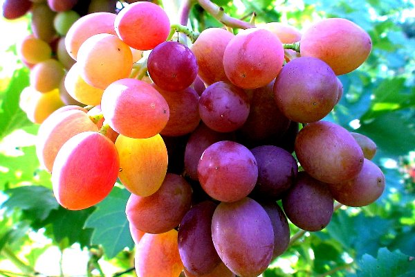Корисні властивості винограду, його лікувальні та чудові смакові якості відомі людям з незапам'ятних часів