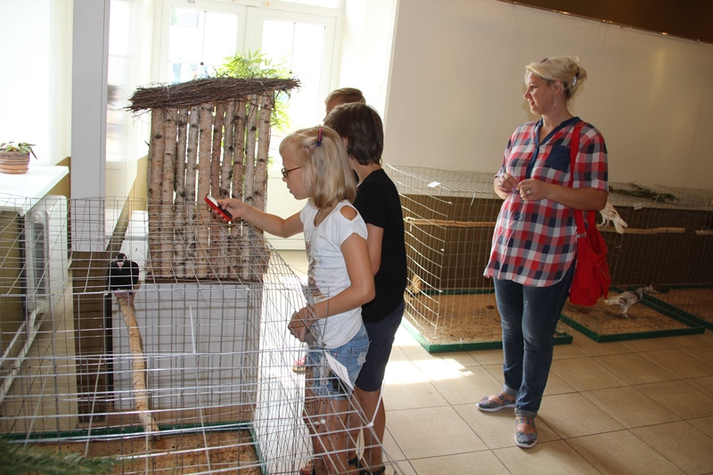 Відвідав Ошмянського краєзнавчий музей і представник хижих птахів - яструб, якого тут ласкаво називають Яшей