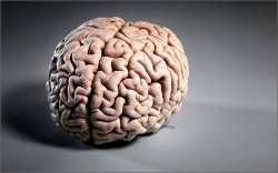 Головний мозок людини є головним відділом центральної нервової системи, він розташовується в порожнині черепа