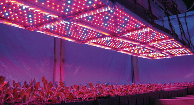 У селекції рослин одним з найважливіших факторів впливає на якість вирощування є освітлення