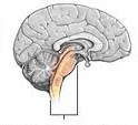 Пухлина стовбура головного мозку (С71