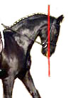 Деякі думають, що вертикаль - це лінія, проведена через середину голови коня