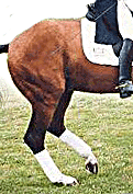 Вони навіть помітили, що на піаффе коні менше заступають вперед задніми ногами