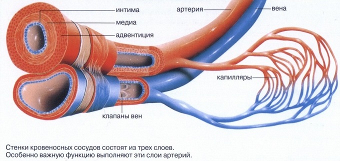 Кровоносна система людини представлена ​​артеріальними, венозними судинами і капілярами