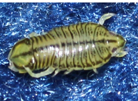 Лівонека (Livoneca) - ракоподібних ектопаразит, представник сімейства Цімотоід (Cymothoidae) із загону рівноногих раків (Isopoda)