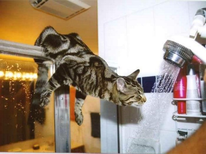 com/2010/11/urolithiasis-cats/