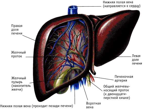 Печінка є органом, найбільш важко вражати при тривалому і систематичному вживанні алкогольних напоїв