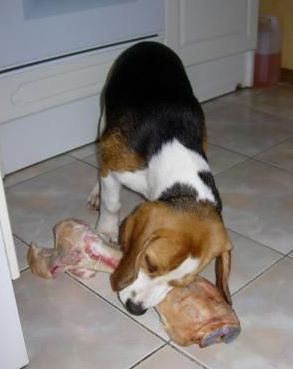 Стійке оману про необхідність давати собакам кістки зруйнувати не так просто