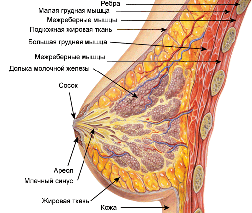 Коротенько про анатомію жіночих грудей і властивості її окремих тканин