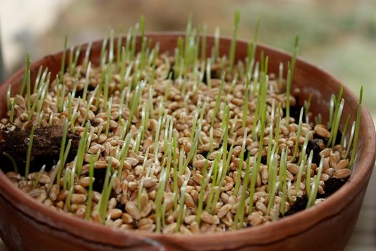 Як проростити пшеницю в домашніх умовах
