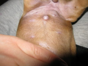 Пупкова грижа - це одне з найбільш поширених захворювань у собак