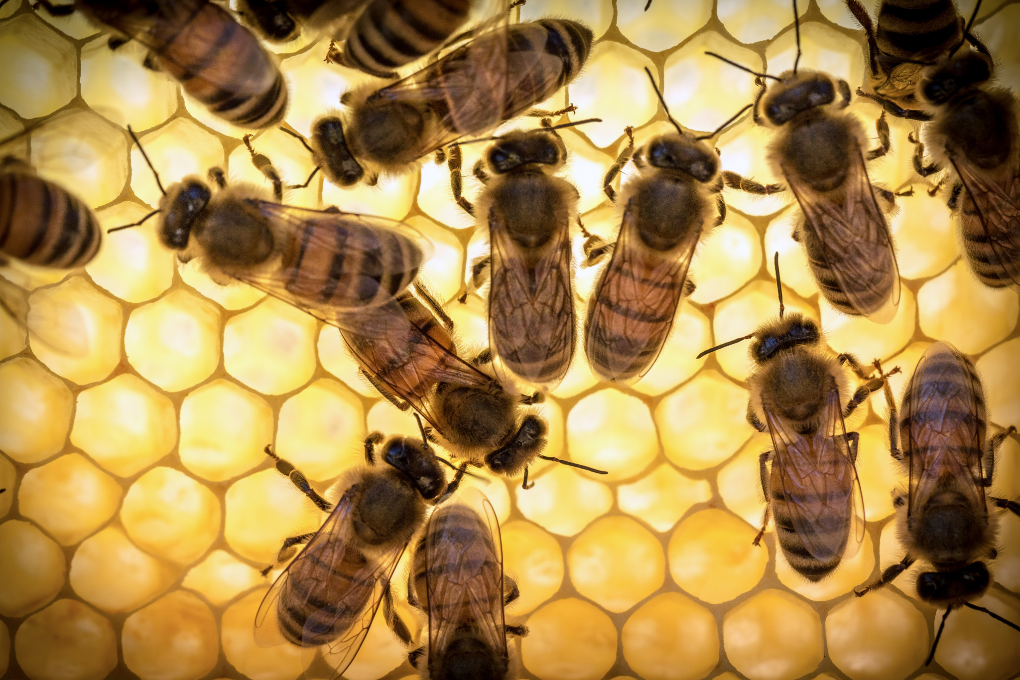 Včelí mateří kašička se nedoporučuje používat v noci, protože pod jejím vlivem zvyšuje nervovou aktivitu a možnou nespavost