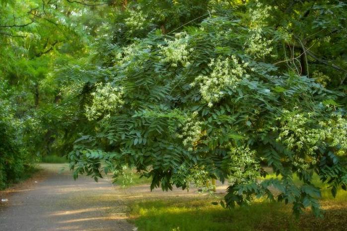 Sophora nazywa się japońskim cudem, drzewem ze stu chorób
