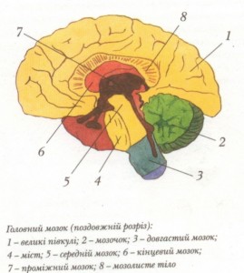Головной мозг делится на продолговатый мозг, мост, мозжечок, средний мозг, промежуточный и конечный, или передний, мозг