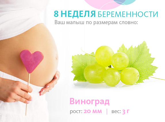 Що відбувається з ембріоном на 8 тижні вагітності