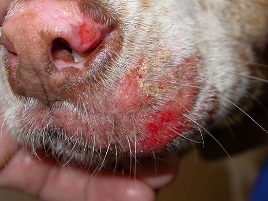 фото: Шкірна форма чумки у собак - найлегша, але не менш небезпечна