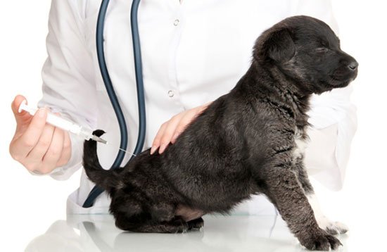 фото: Вакцинація - найефективніший спосіб профілактики чумки у собак