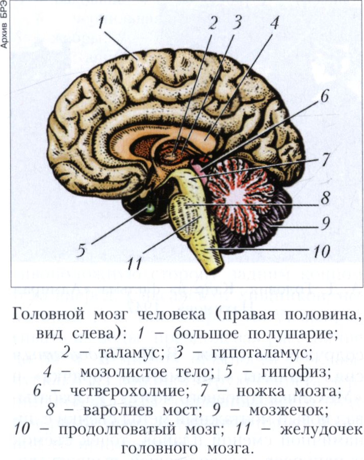 Филогенетически головний мозок розвивається з переднього кінця нервової трубки
