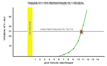 Щоб краще зрозуміти, як зростає гормон ХГЧ в перші дні після імплантації, подивіться на графік (зростання гормону ХГЧ відзначений зеленою лінією):