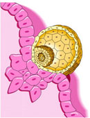Імплантація - це процес впровадження заплідненої яйцеклітини ( «бластоцисти») в стінку матки