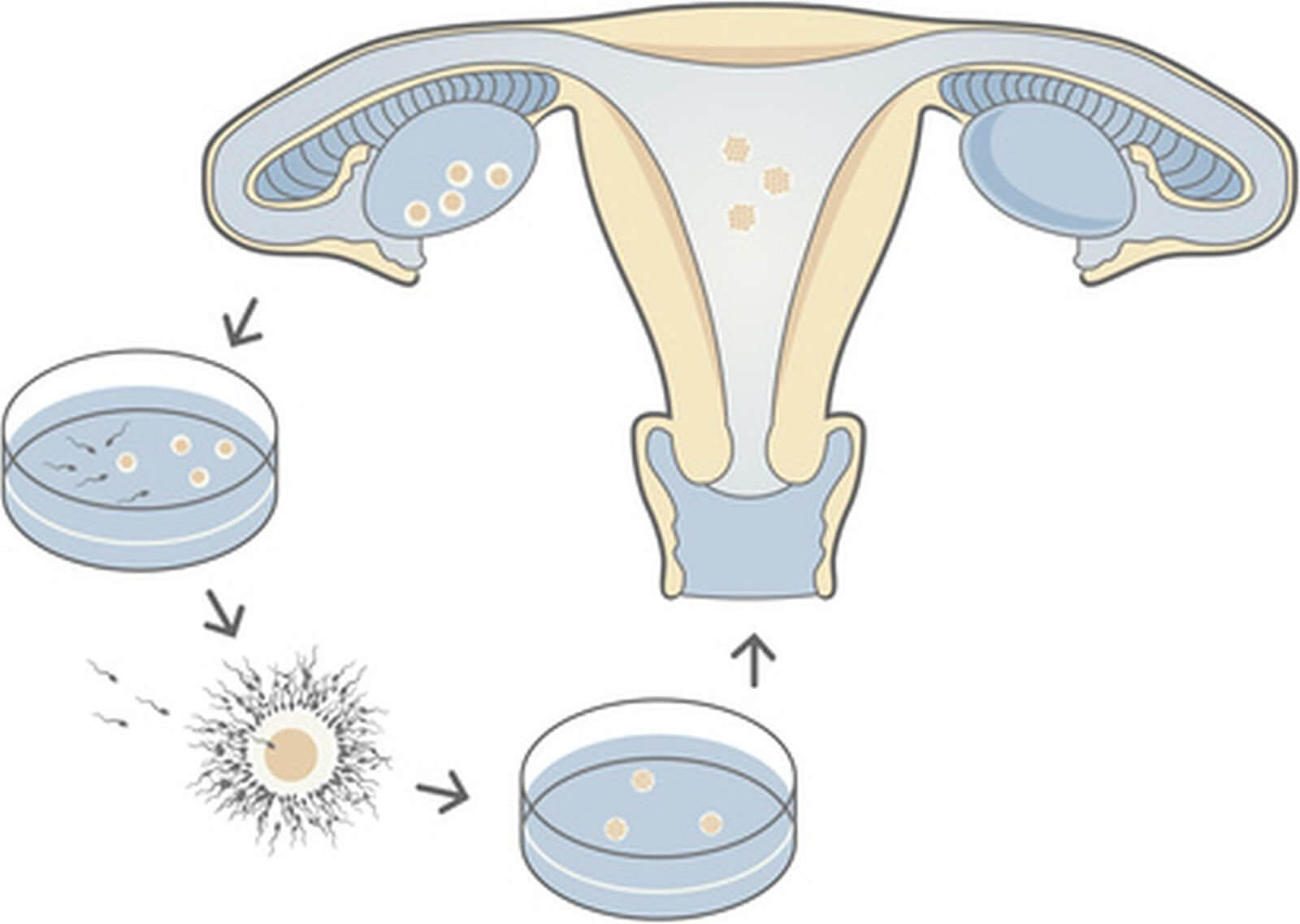 Як відомо, запліднення яйцеклітини вважається дуже важливим етапом настання вагітності